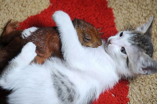 squirrel and cat friends