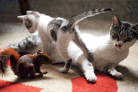 squirrel and cat friends