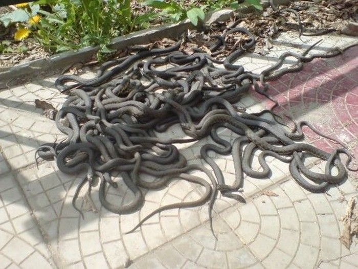 snake orgy