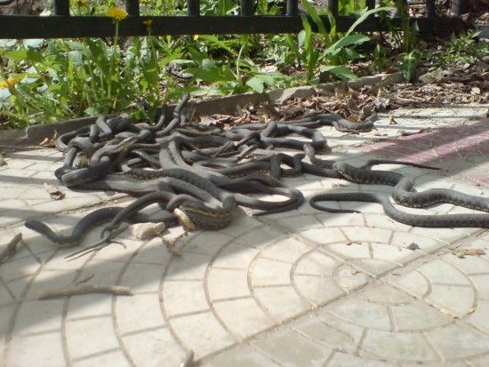 snake orgy