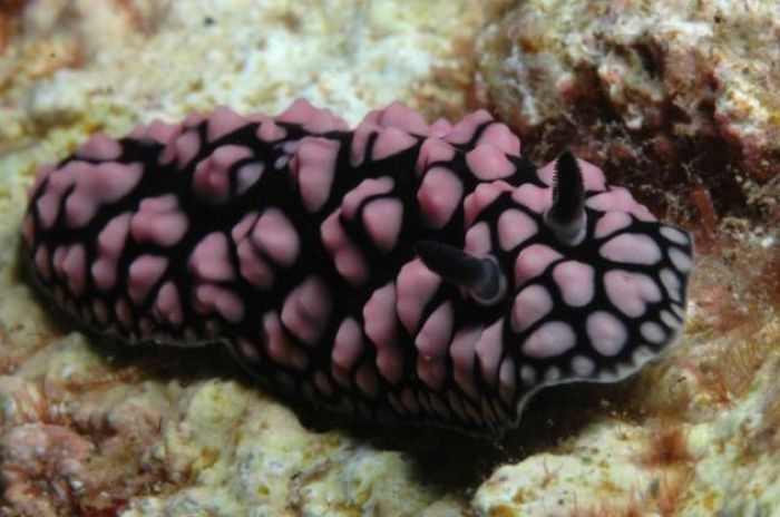 beautiful sea slug