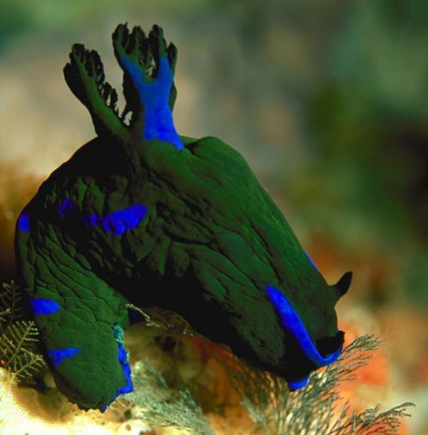 beautiful sea slug