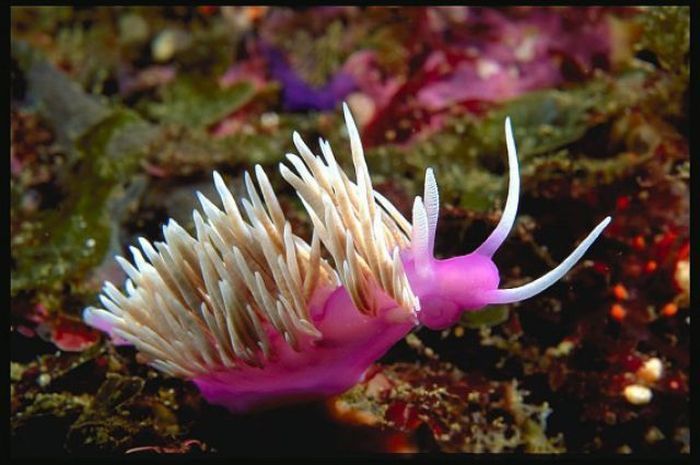 beautiful sea slug