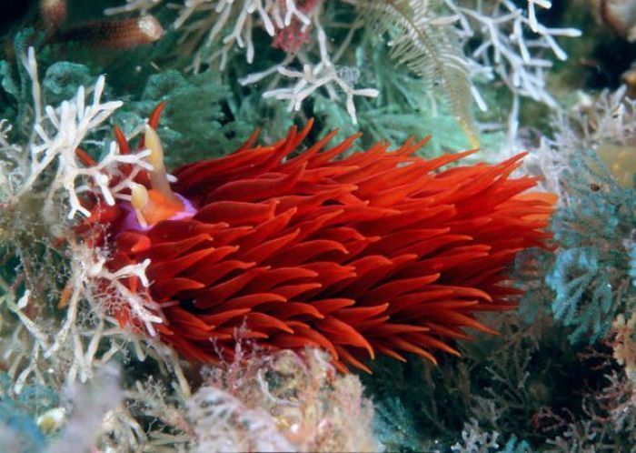 beautiful sea slug