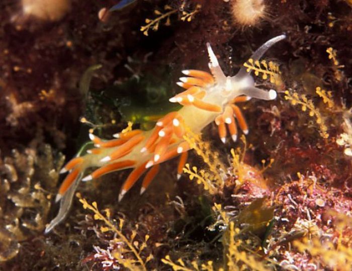 beautiful sea slug