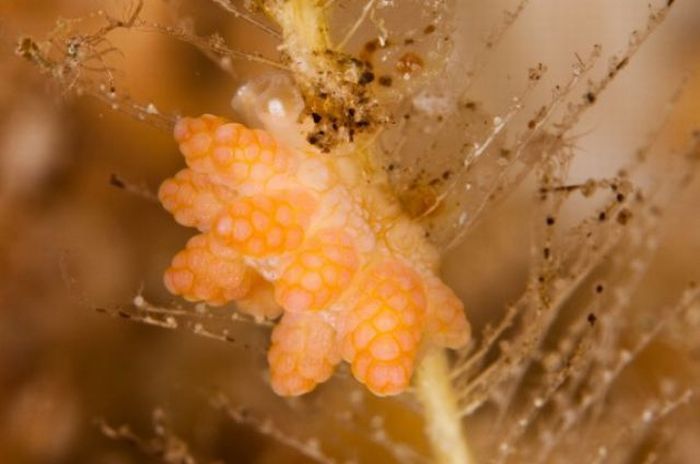 beautiful sea slug