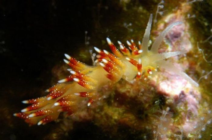 beautiful sea slug