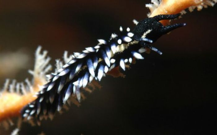 beautiful sea slug