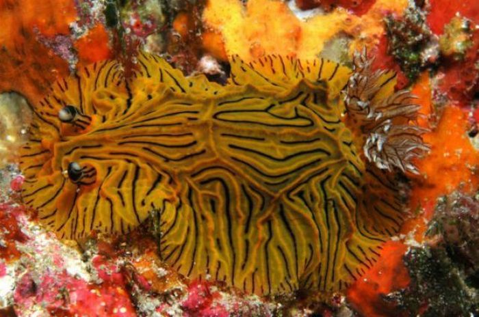 beautiful sea slug