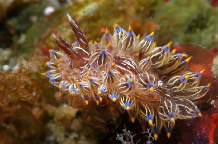 beautiful sea slug