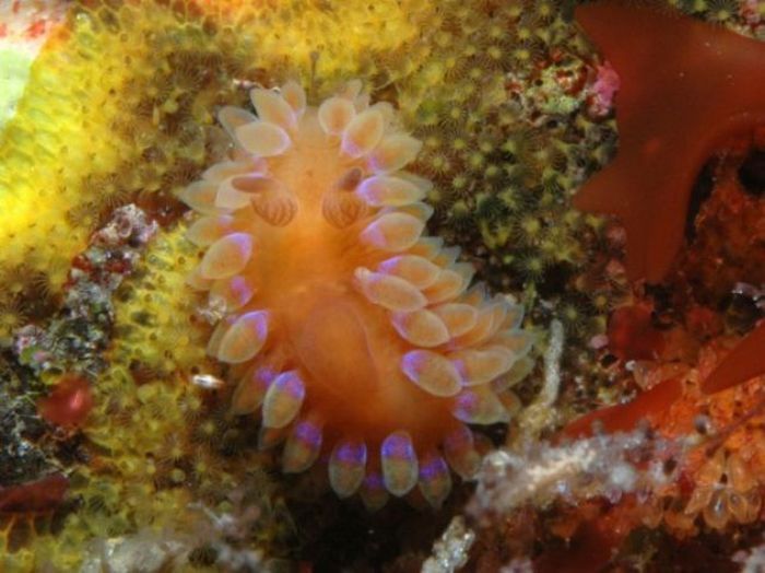 beautiful sea slug