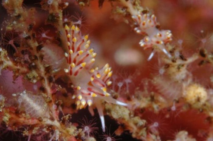 beautiful sea slug