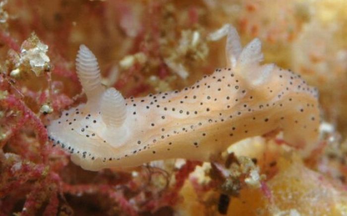 beautiful sea slug