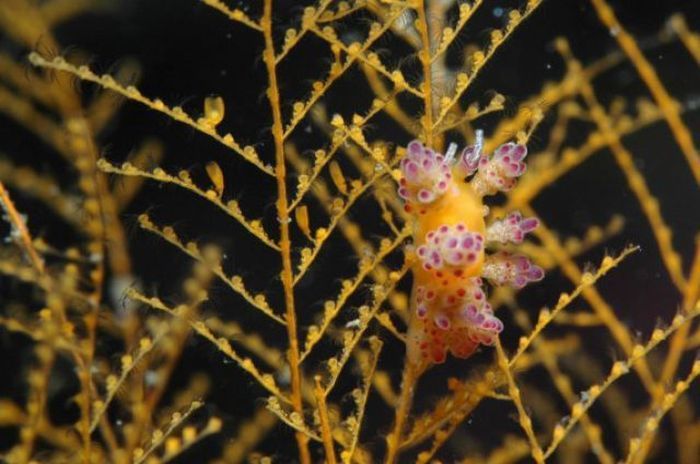 beautiful sea slug