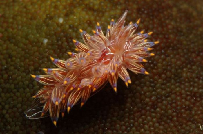 beautiful sea slug