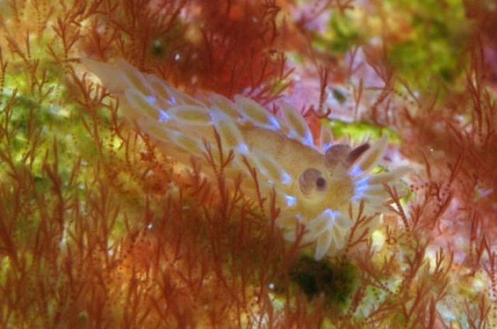 beautiful sea slug