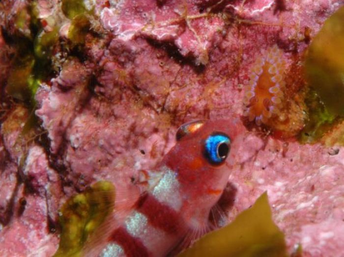 beautiful sea slug