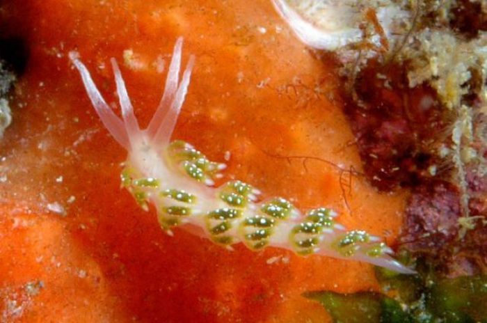 beautiful sea slug