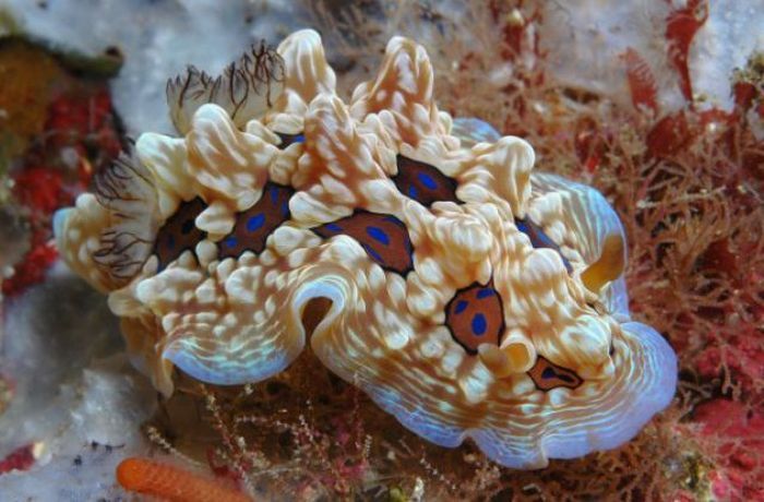 beautiful sea slug