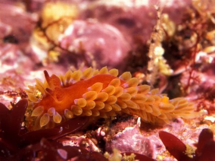 beautiful sea slug