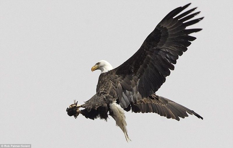 eagle hunter