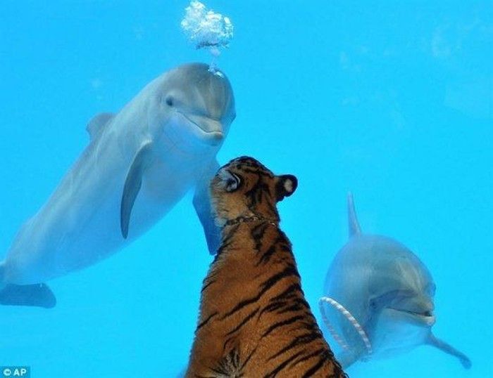 dolphin and a tiger