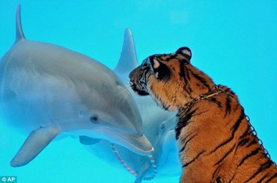 dolphin and a tiger