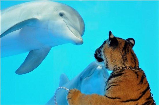 dolphin and a tiger