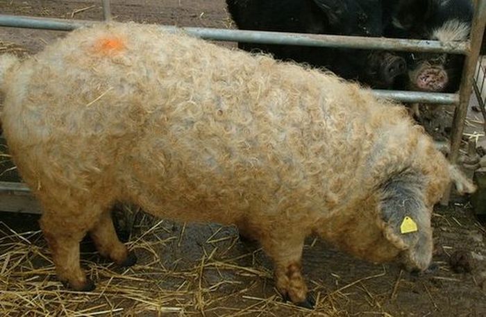 sheep pig