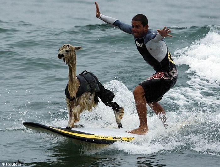 surfing with the llama