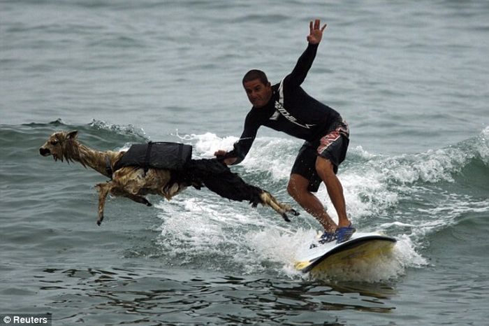 surfing with the llama
