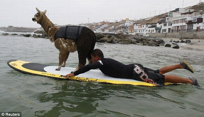 surfing with the llama