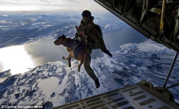 dog parachutist