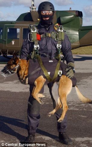 dog parachutist