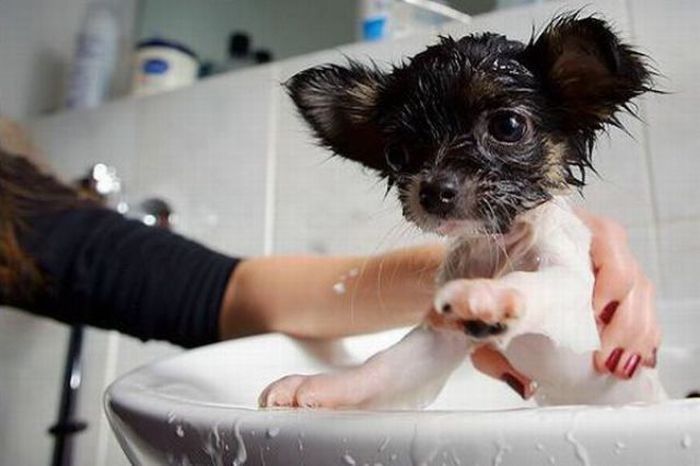 bathing dog