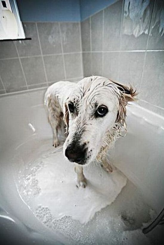 bathing dog