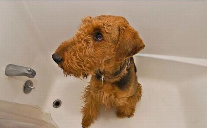 bathing dog