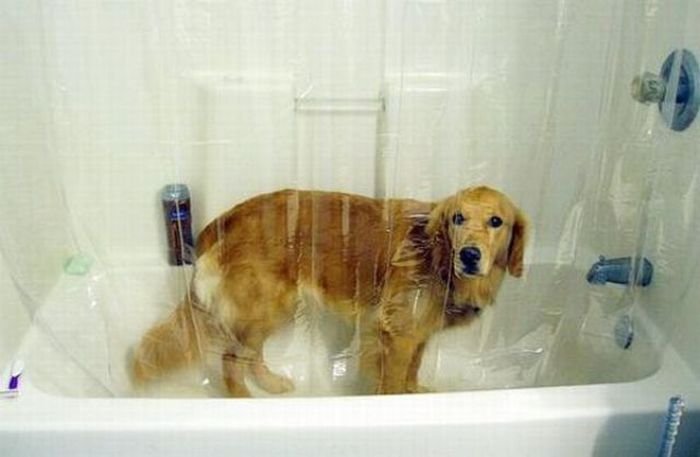 bathing dog