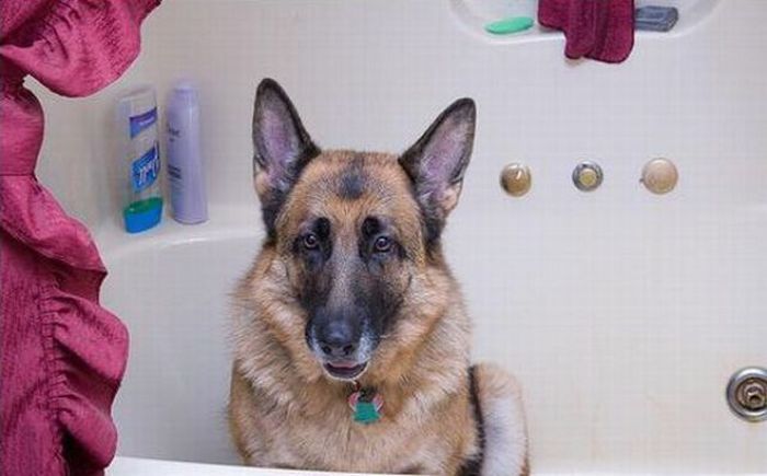 bathing dog