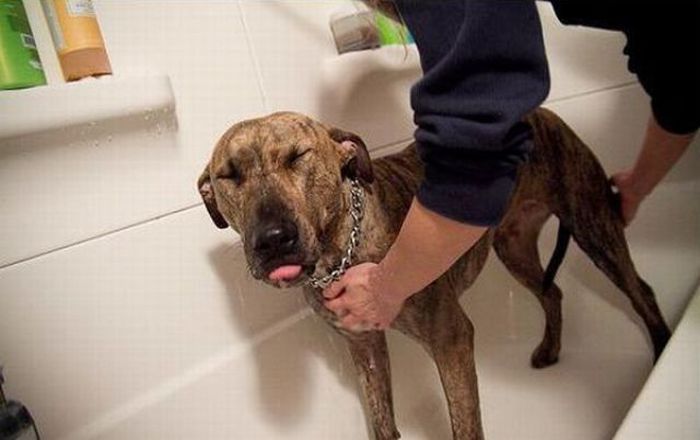 bathing dog