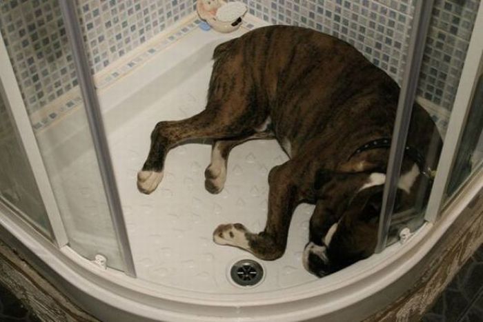 bathing dog