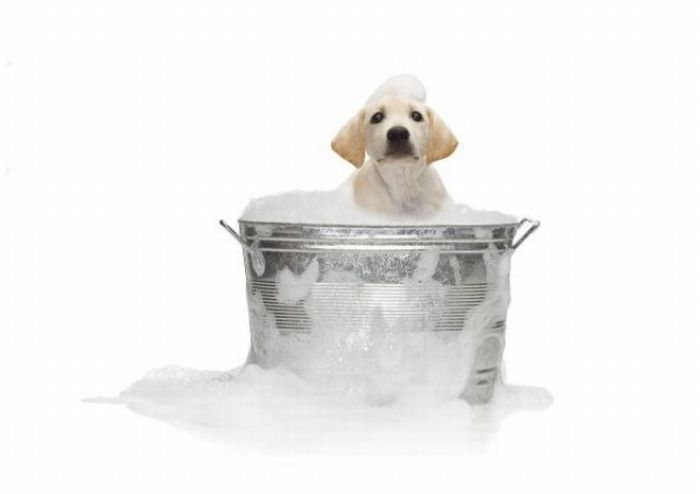 bathing dog