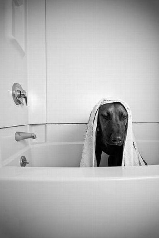 bathing dog