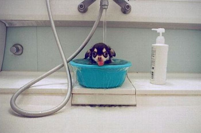 bathing dog