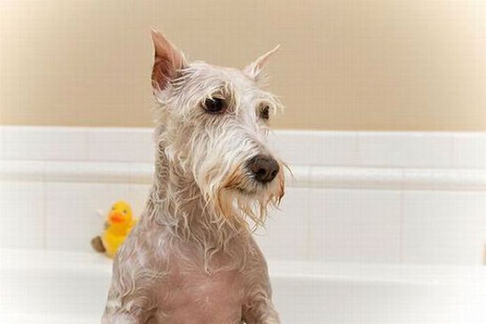 bathing dog