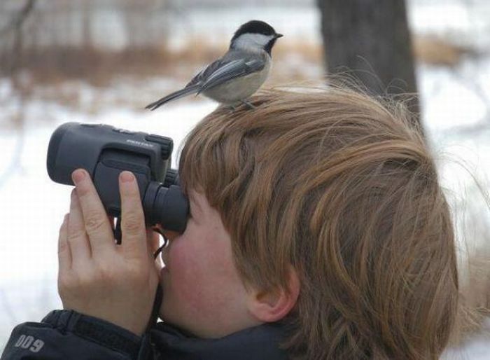 birds attack