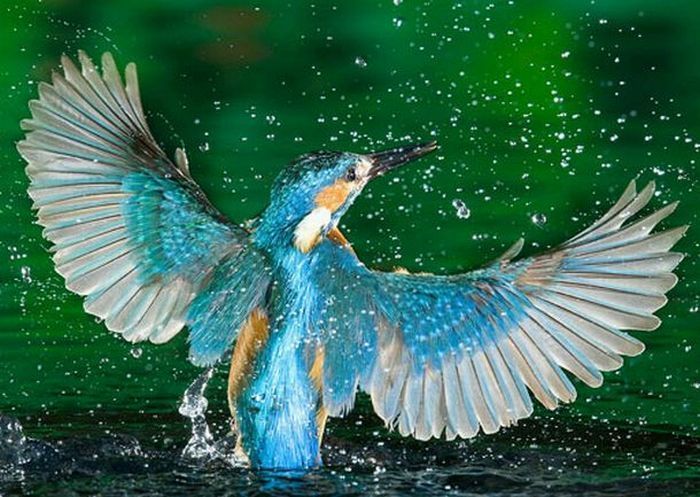 Kingfisher by Joe Petersburger