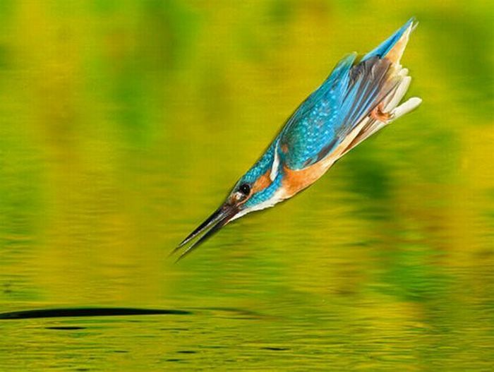 Kingfisher by Joe Petersburger