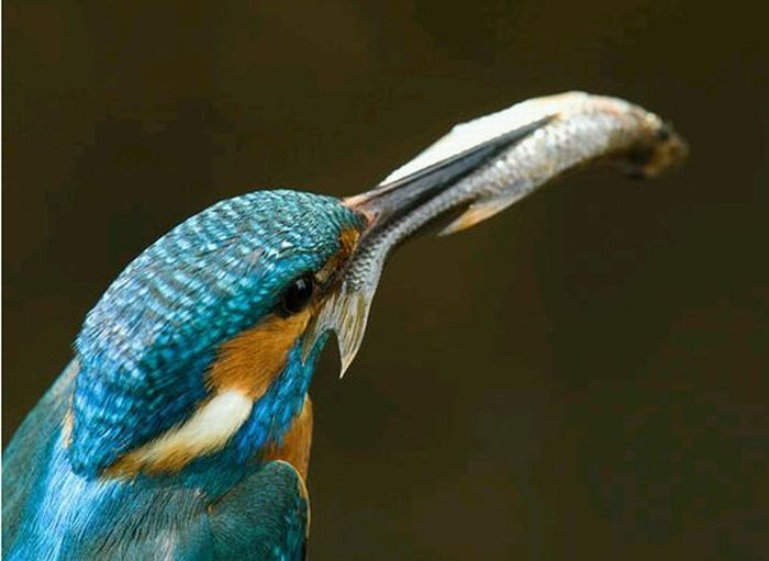 Kingfisher by Joe Petersburger