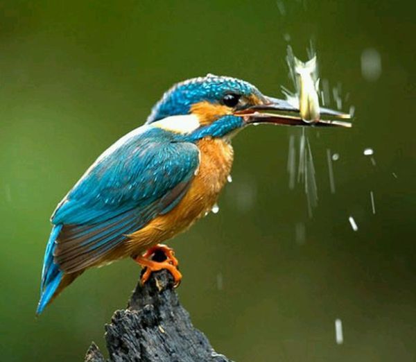 Kingfisher by Joe Petersburger